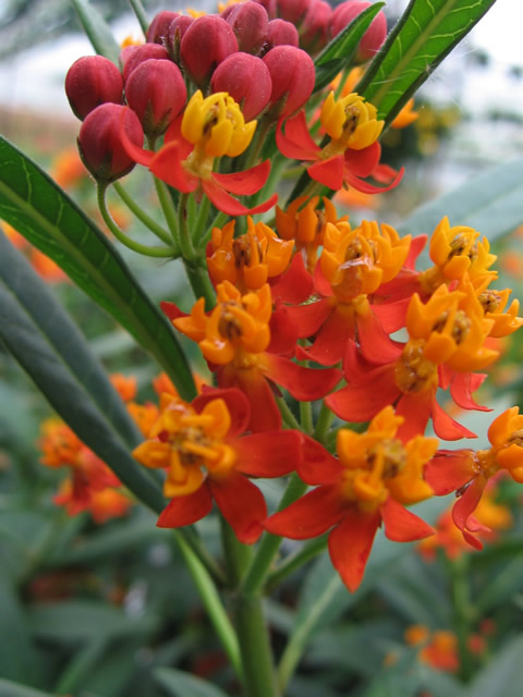 Asclepias