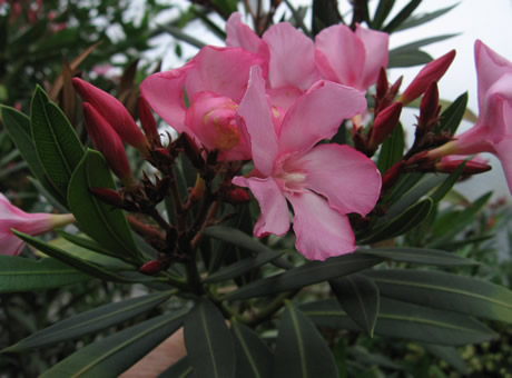 Oleander