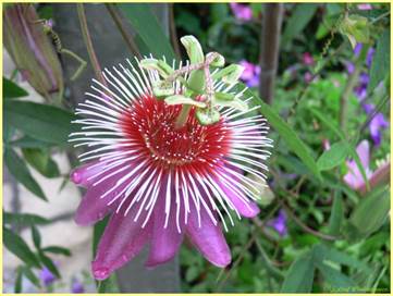 Passiflora